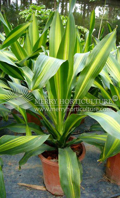 Dracaena fragrans spp